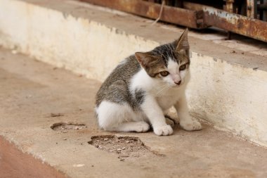 Meraklı beyaz ve gri çizgili kedi yavrusu.