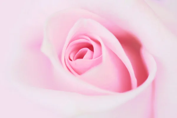 Blurred pale pink rose background. — Stock Photo, Image