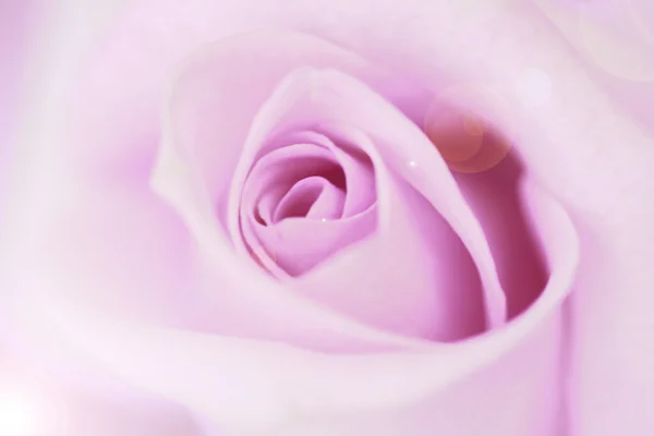 Wazig bleke paarse rose en lichte flare achtergrond. — Stockfoto
