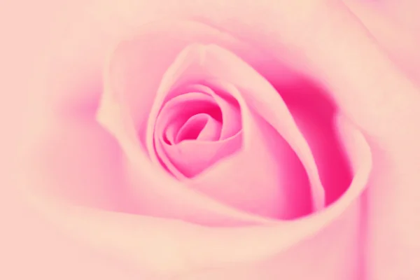 Blurred vintage pink rose background. — Stock Photo, Image