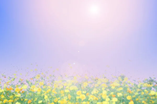 Blurred flowers field background — Stock Photo, Image