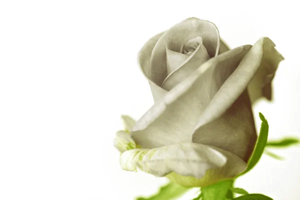 Close up of gray rose on white background. — Stock Photo, Image