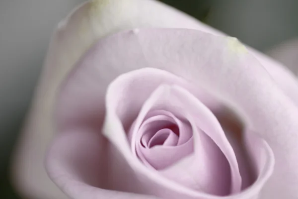 Rosa viola pallido sfocato, sfondo vintage — Foto Stock