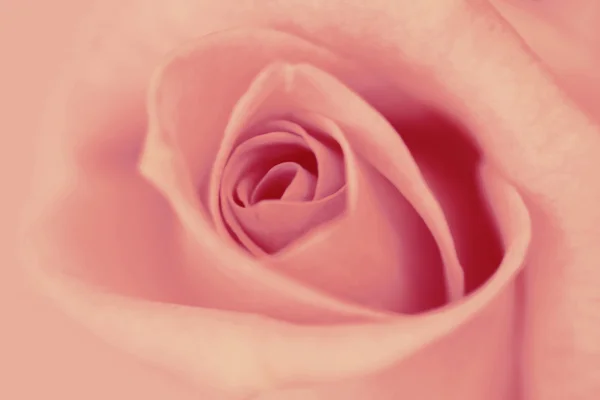 Suddig vintage rose bakgrund. — Stockfoto