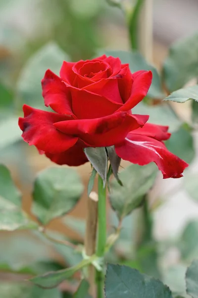 Red rose in garden — Stock Photo, Image