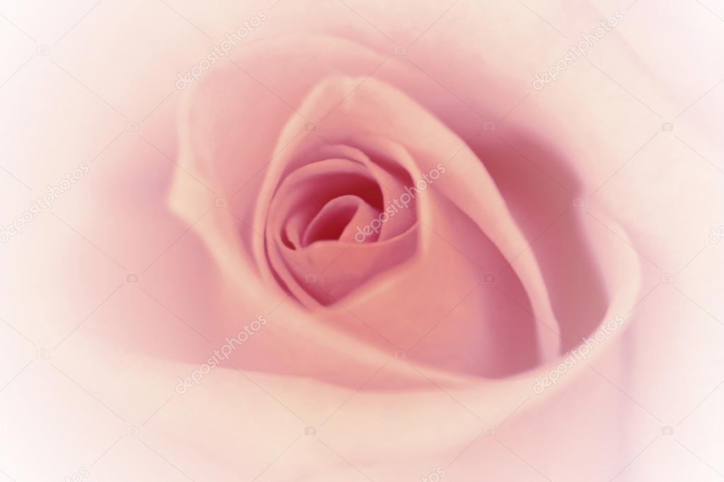 Featured image of post Cipria Sfondo Sfumato Rosa