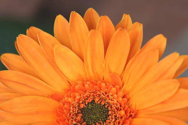Polovina květina oranžová gerbera — Stock fotografie