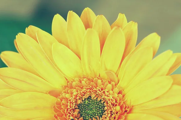 Half of orange gerbera daisy flower, vintage style picture proce — Stock Photo, Image