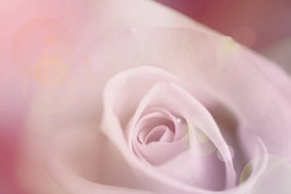 Wazig bleke paarse roos, vintage achtergrond — Stockfoto