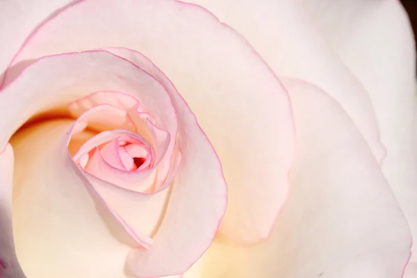 Macro close-up van witte en roze roos bloemblad in zonlicht. — Stockfoto