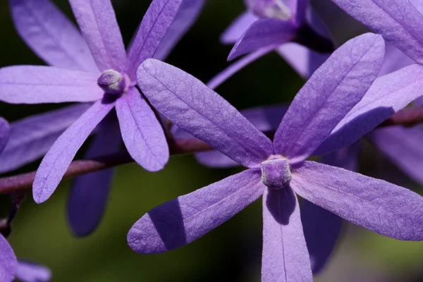 紫罗兰色的砂纸藤花的特写. — 图库照片