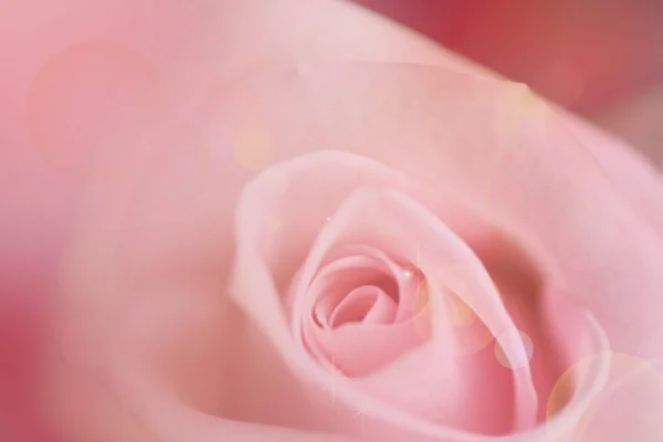 Blurred pink rose, vintage background Royalty Free Stock Images