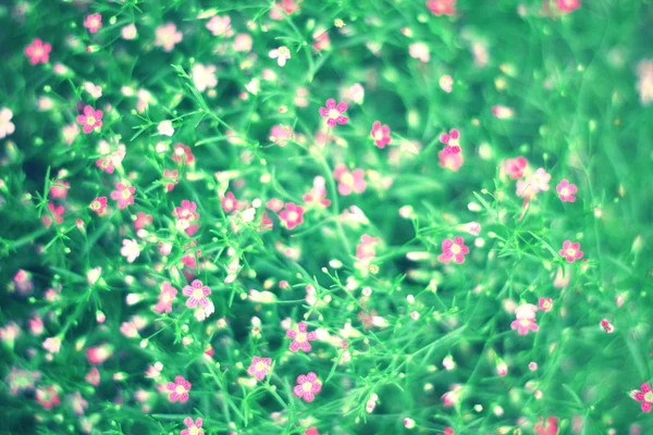 背景のピンクの野生の花のビンテージ写真. — ストック写真