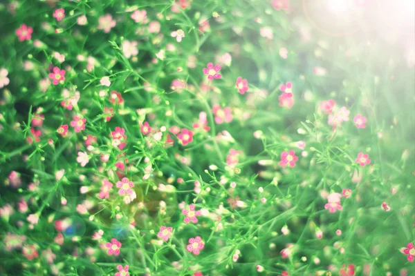 Vintage-Foto von rosa Wildblumen für Hintergrund. — Stockfoto