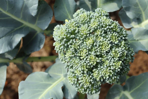 Couve-flor brócolis planta crescendo em uma horta . — Fotografia de Stock