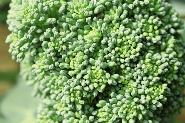 Close up de couve-flor brócolis planta crescendo em um ga vegetal — Fotografia de Stock