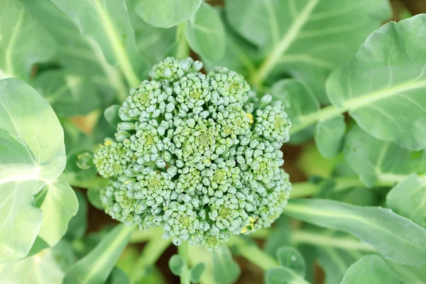 Fábrica de brócolis de couve-flor jovem que cresce em uma horta . — Fotografia de Stock