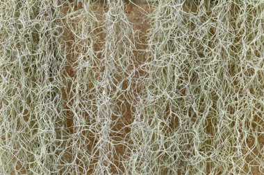 Arka plan için İspanyolca Moss veya Tillandsia usneoides bitki.