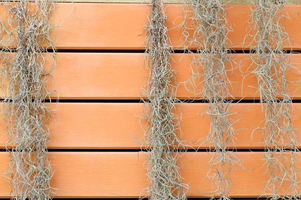 Moss español o Tillandsia usneoides escalando valla de madera para b —  Fotos de Stock