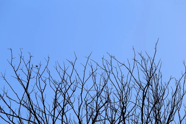 Suche gałęzie przeciw błękitne niebo, streszczenie tło. — Zdjęcie stockowe