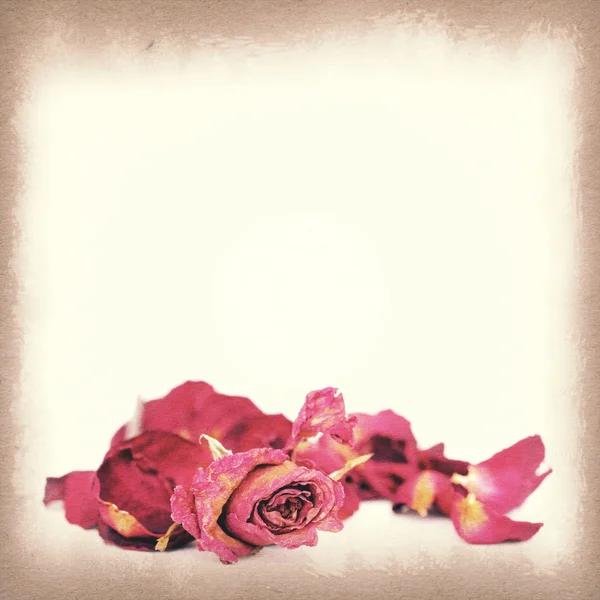 Texture carta vintage, rose appassite e petali . — Foto Stock