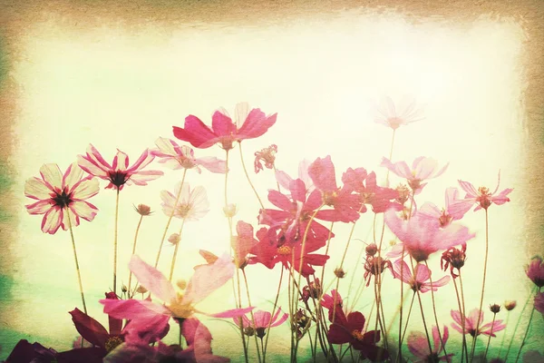 Винтажная открытка, казачий цветок в поле, мягкий свет на старом — стоковое фото