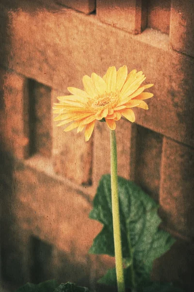 Carte postale vintage, fleur de marguerite gerbera orange sur mur de briques, s — Photo