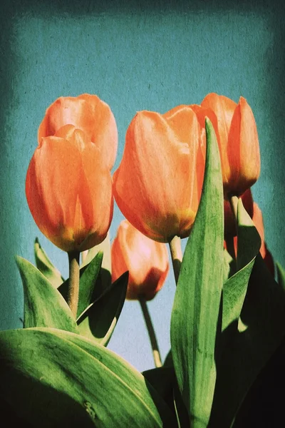 Vintage postcard on old paper texture style image, red tulip blo — Stock Photo, Image