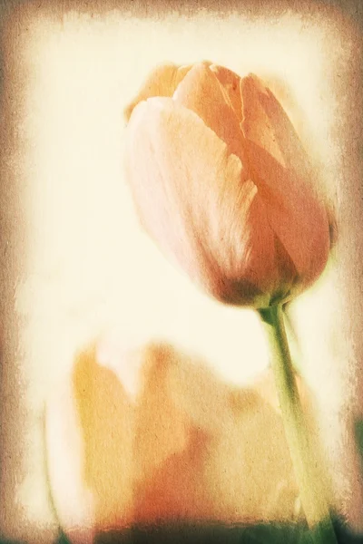 Carte postale vintage, tulipe orange dans le jardin, lumière douce sur le vieux pape — Photo