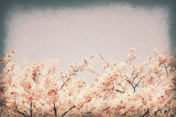 Vintage postcard. Cherry blossoms against blue sky - selective f — Stock Photo, Image