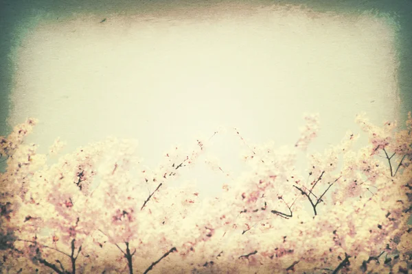 Vintage paper texture, spring flower. Abstract image of cherry b — Stock Photo, Image