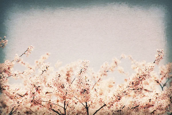 Cartão postal vintage. Flores de cerejeira contra o céu azul - selectivo f Fotografia De Stock
