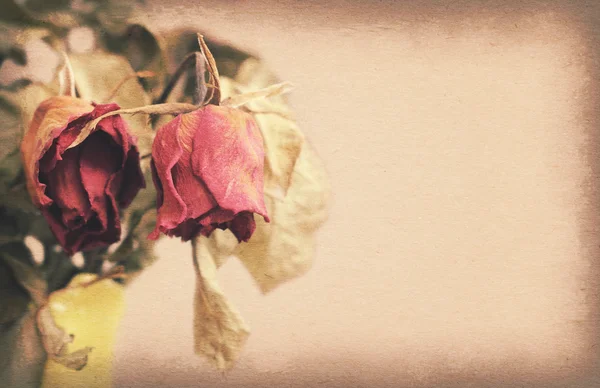 Vintage paper texture, withered or died rose with copy space on — Stock Photo, Image