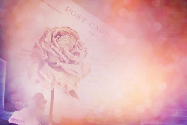 Dry rose and old postcard. Lens flare and bokeh effect, vintage — Stock Photo, Image