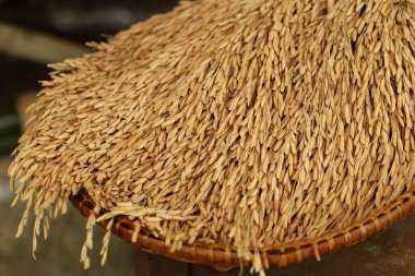 Pirinç kabuğu, paddy, hasır bambu sepet unmilled pirinç,