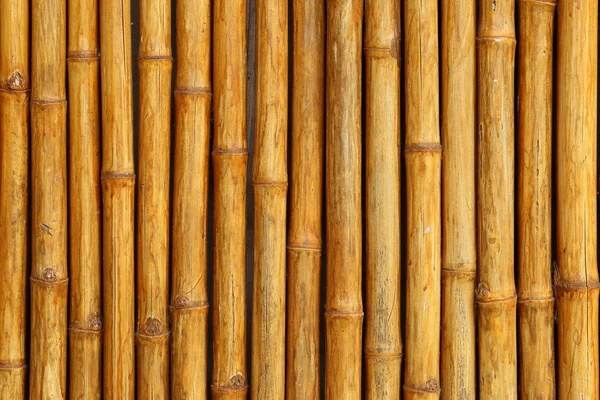 Golden bambù recinzione sfondo . — Foto Stock