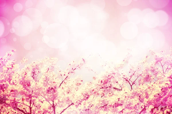 An image of pink tone cherry blossoms flowers and bokeh backgrou — Stock Photo, Image