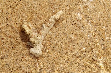 arka plan için altın kum plajı üzerinde karkas mercan sualtı.