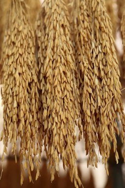 Pirinç kabuğu içinde asılı, paddy, unmilled.