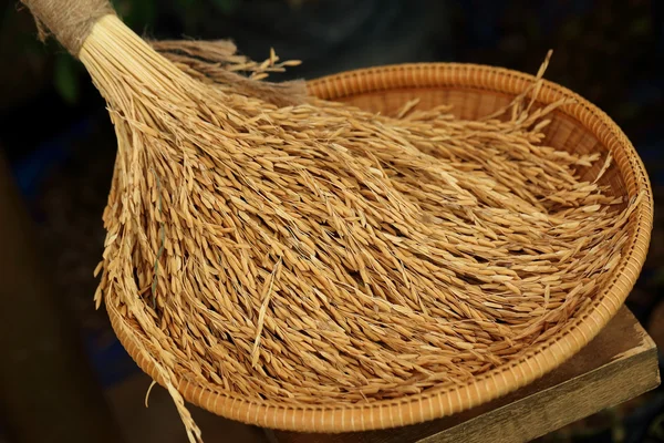 Riso semigreggio, risone, riso non lavorato in cesto di bambù di vimini . — Foto Stock