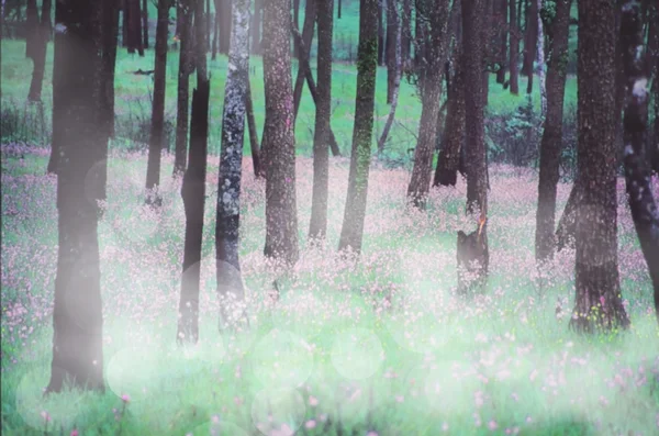 Verschwommen Frühling Wildblumenwiese mit Bokeh für Hintergrund. — Stockfoto