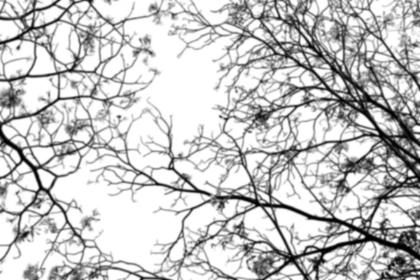 Blurred shaodow of tree branch, black and white background. — Stock Photo, Image