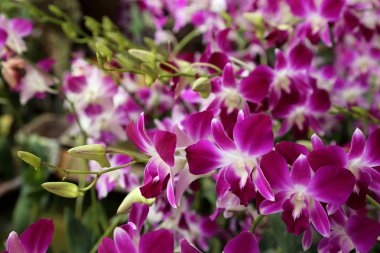 Güzel mor Orkide Bahçe.