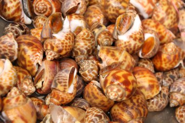 Deniz ürünleri Pazar Babylon'da benekli.