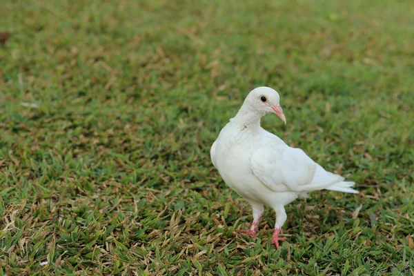 Biały gołąb stojący na trawie w parku. — Zdjęcie stockowe