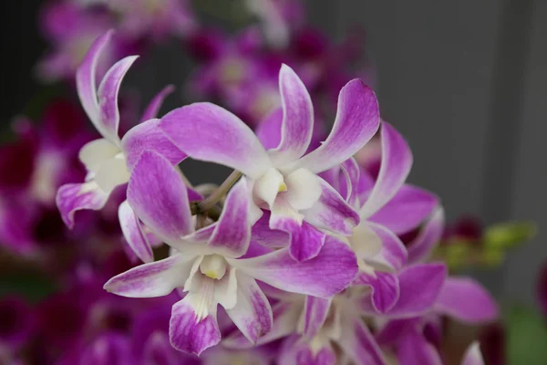Orquídea roxa bonita no jardim . — Fotografia de Stock
