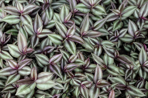 Fundo de planta roxo . — Fotografia de Stock