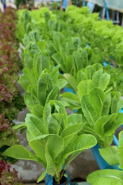 Organic hydroponic vegetable garden. — Stock Photo, Image