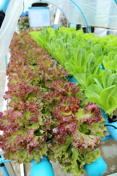 Organic hydroponic vegetable garden.