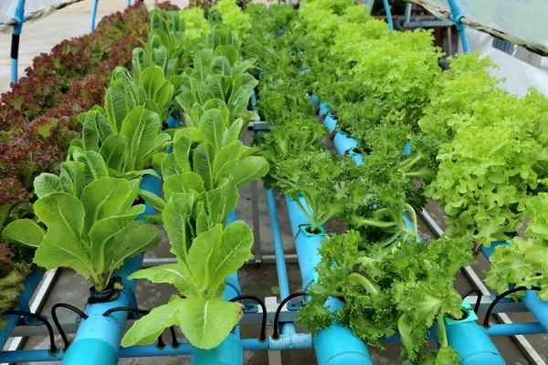 Organic hydroponic vegetable garden. — Stock Photo, Image